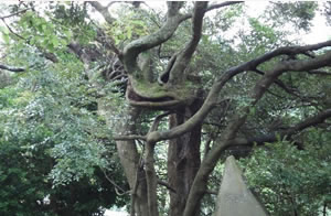 美多羅志神社　龍神さん